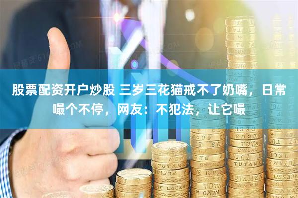 股票配资开户炒股 三岁三花猫戒不了奶嘴，日常嘬个不停，网友：不犯法，让它嘬